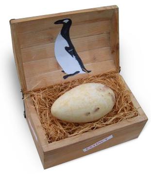 Famous Great Auk Egg